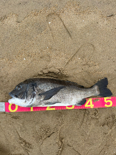 チヌの釣果