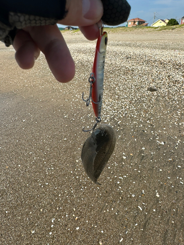 シタビラメの釣果