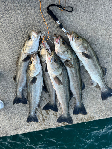 スズキの釣果