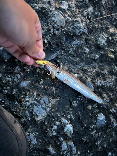 カマスの釣果