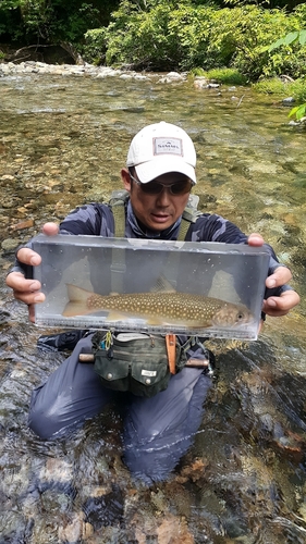 ニッコウイワナの釣果