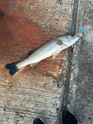 輪島崎釣いかだ組合