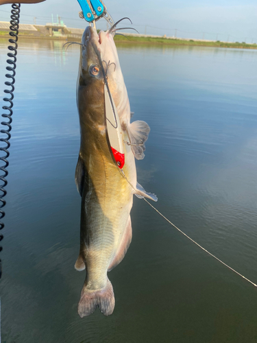 アメリカナマズの釣果