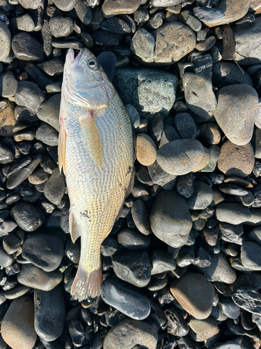 ニベの釣果