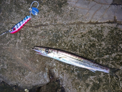 カマスの釣果