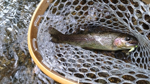 ニジマスの釣果