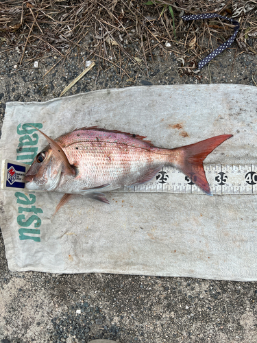 マダイの釣果