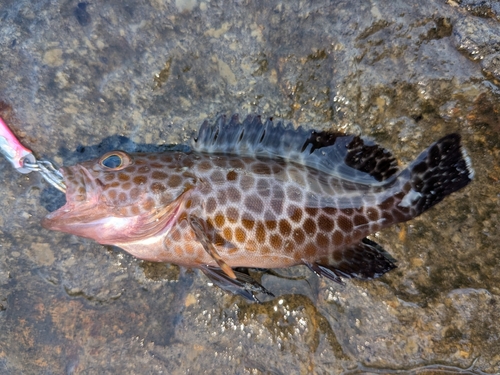 オオモンハタの釣果