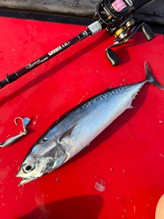 ソウダガツオの釣果