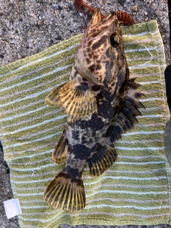 タケノコメバルの釣果