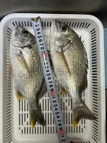 キチヌの釣果