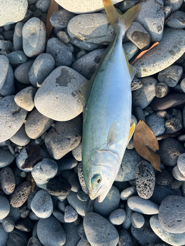 ワカシの釣果