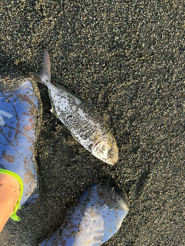 ショゴの釣果