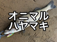 スズキの釣果