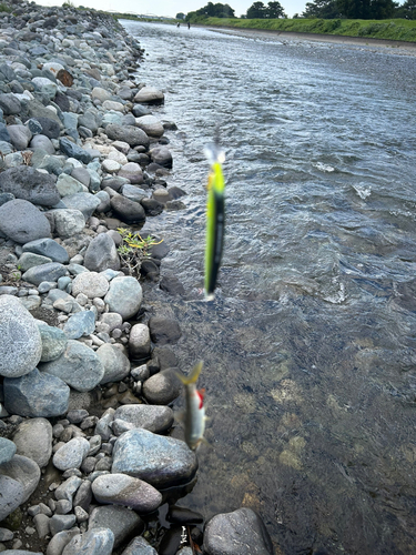 アユの釣果