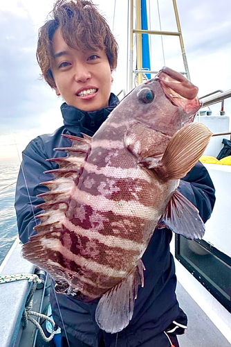 マハタの釣果