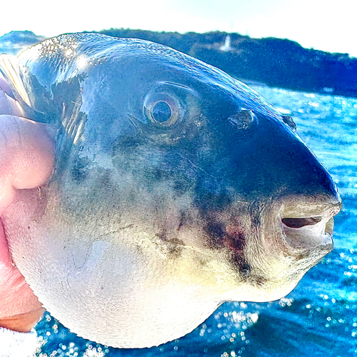 トラフグの釣果