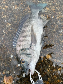 チヌの釣果