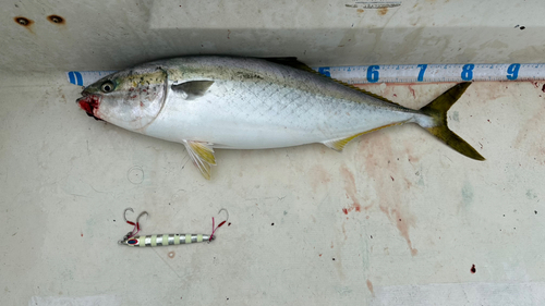 ブリの釣果