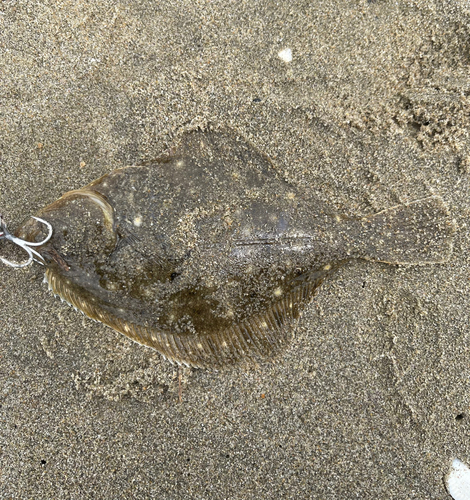 マゴチの釣果