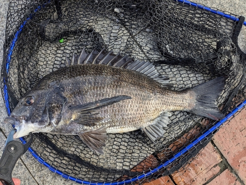 クロダイの釣果