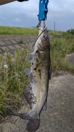 アメリカナマズの釣果