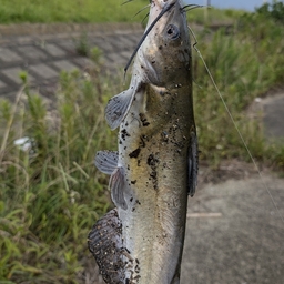 アメリカナマズ