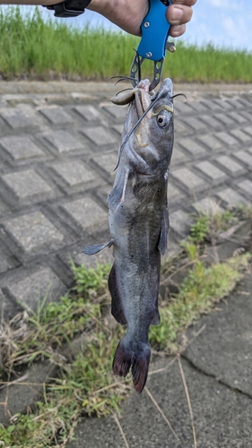 アメリカナマズの釣果