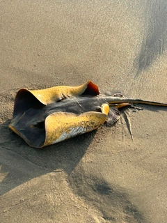 アカエイの釣果