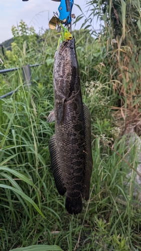 ライギョの釣果