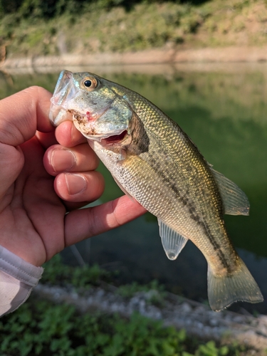 ブラックバスの釣果