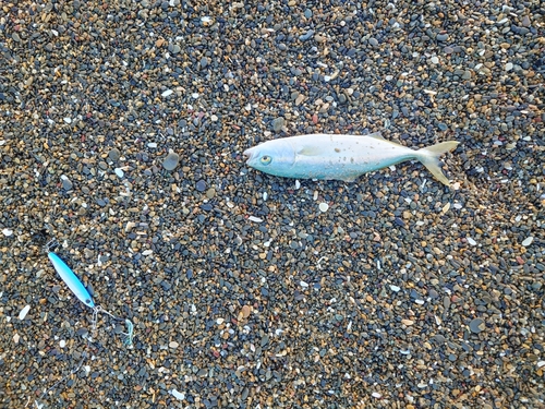 ワカシの釣果