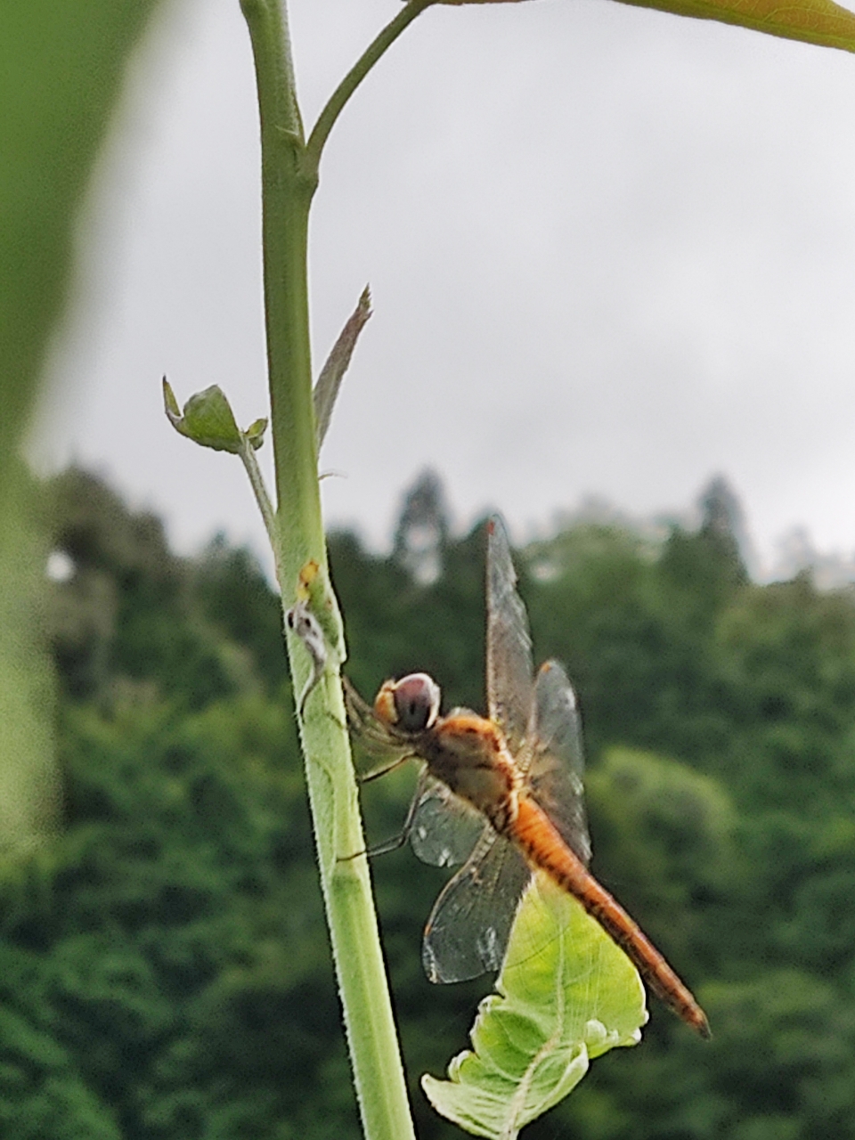 カマス