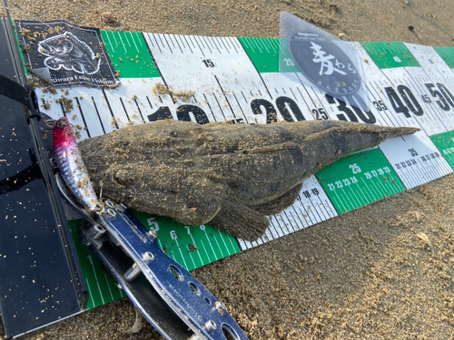 マゴチの釣果