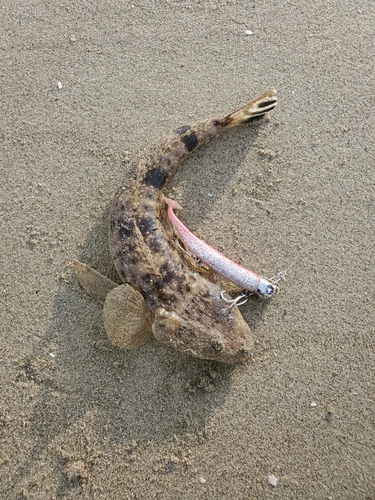 キスの釣果