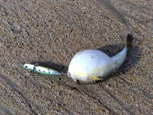 ワカシの釣果