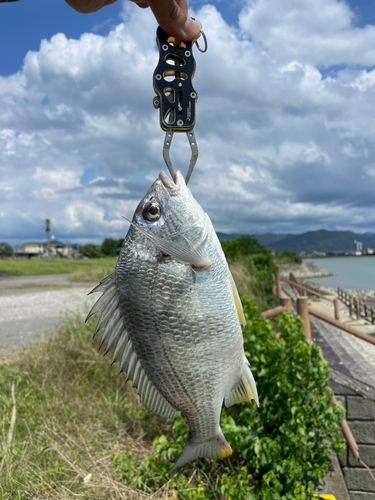 キビレの釣果