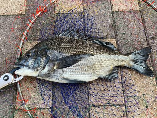 クロダイの釣果