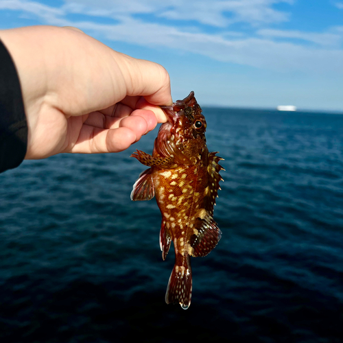 タチウオの釣果