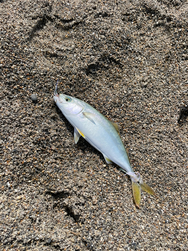 ワカシの釣果