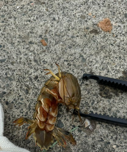 シャコの釣果