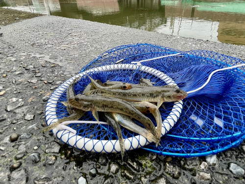 ハゼの釣果