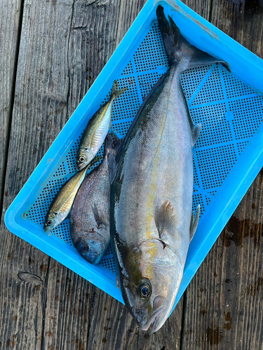 カンパチの釣果