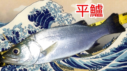 ヒラスズキの釣果