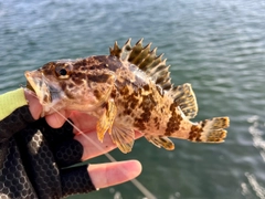 タケノコメバルの釣果