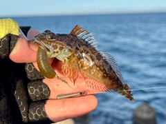 アナハゼの釣果