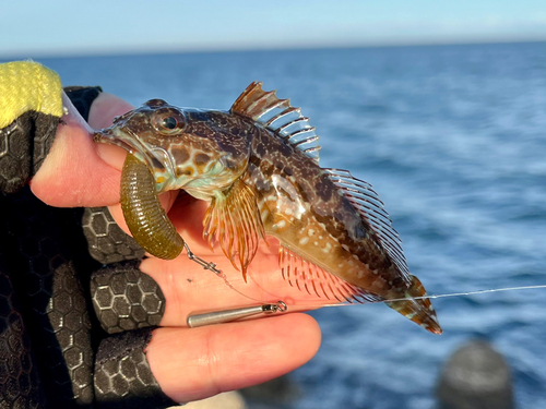 アナハゼの釣果