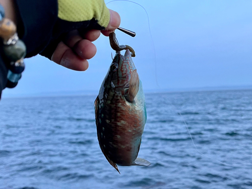 ホシササノハベラの釣果