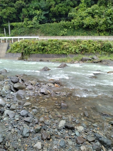 アユの釣果