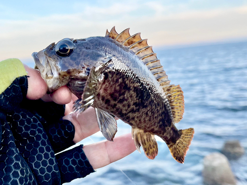 ムラソイの釣果